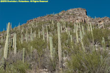cactuses and canyon wall